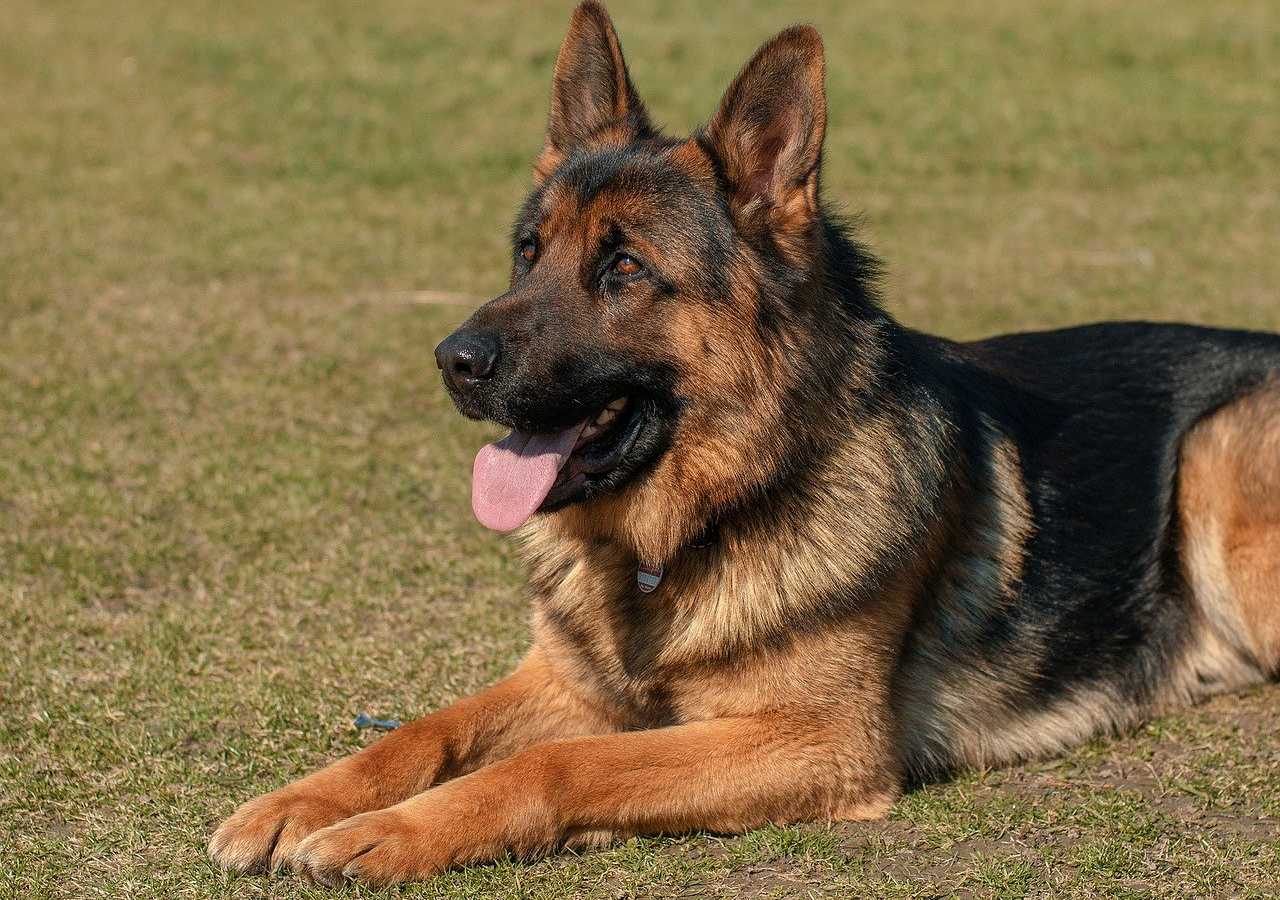 Teen boy killed by German shepherd at family’s dog breeding farm
