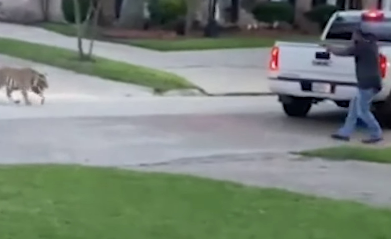 loose tiger