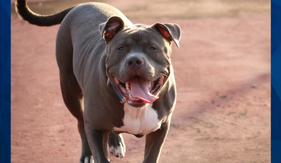 grey and white pit bull