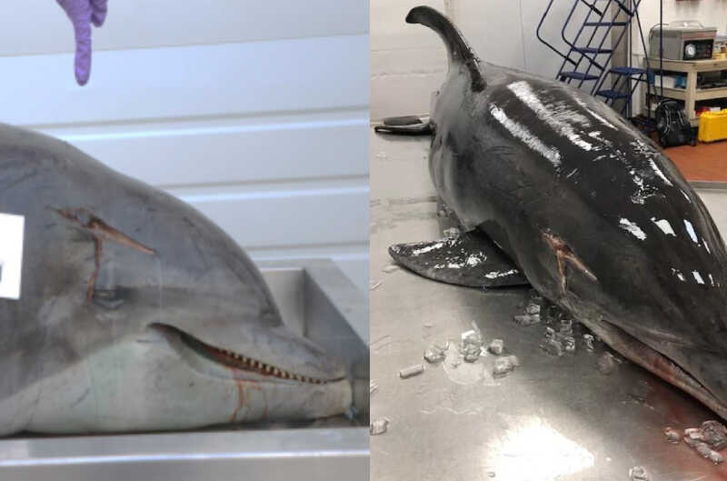 Two photos of dead dolphin