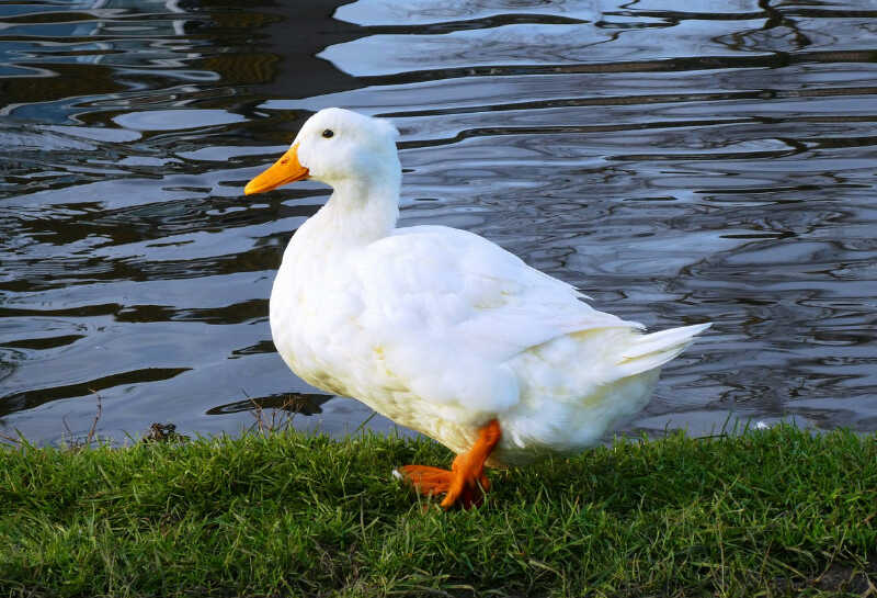 white duck by water