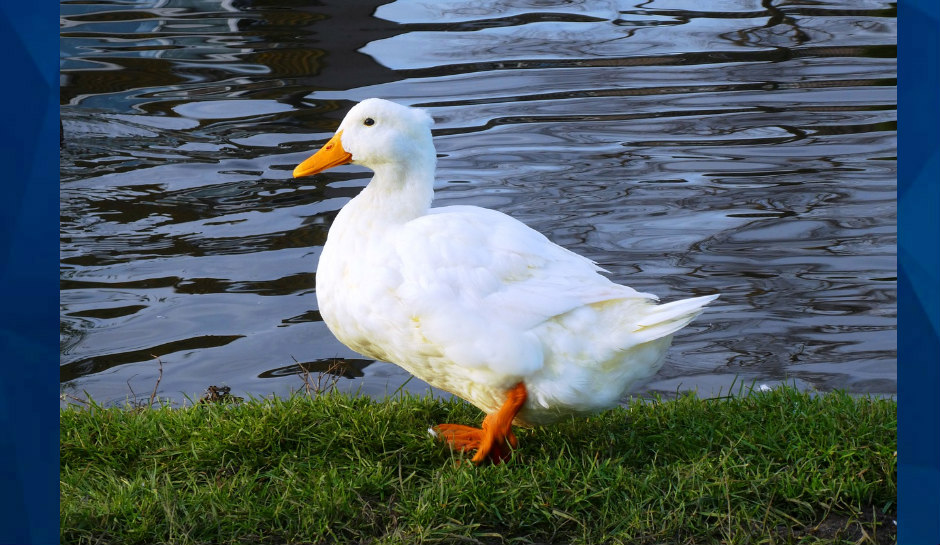 white duck by water