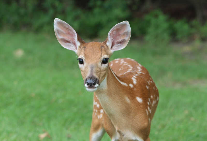 baby deer in field