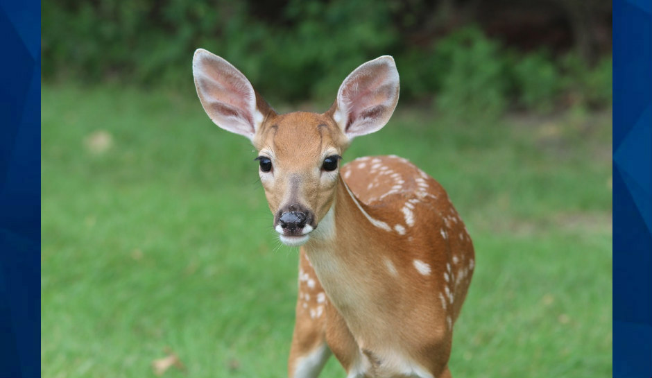 baby deer in field