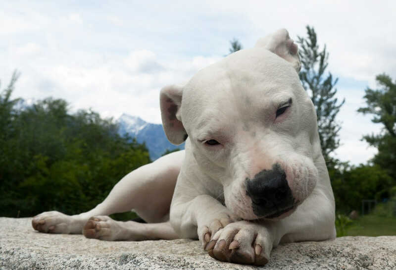 white Dogo Argentinos dog