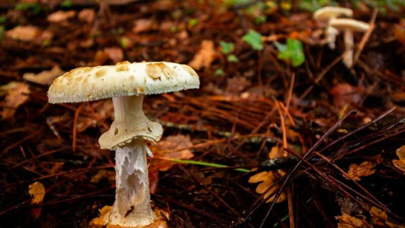 Death cap mushroom