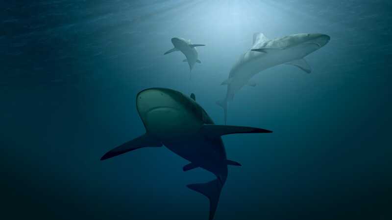 Sharks