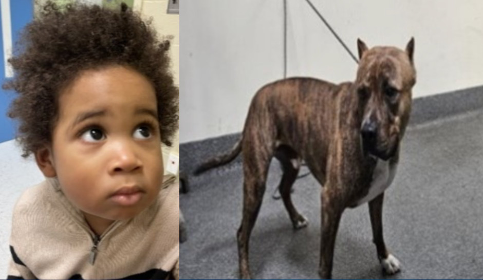 LAPD Seeks to Identify Boy Found With Dog Inside Car After Failed Attempt to Steal It